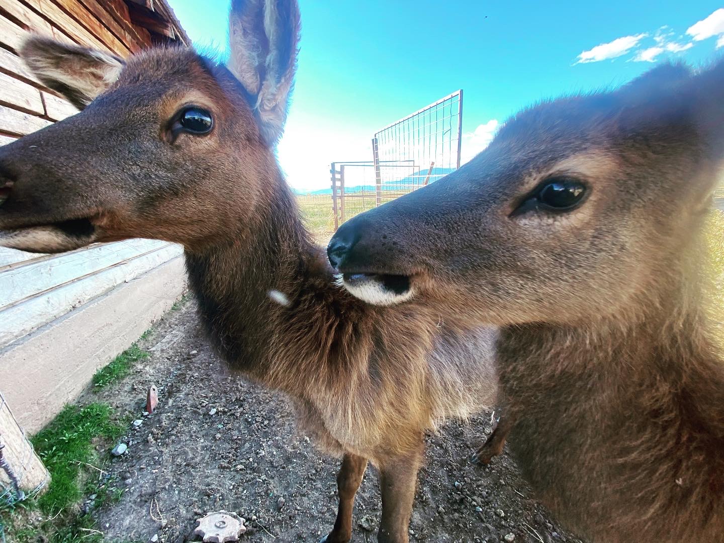 Two elk cows close to camera.