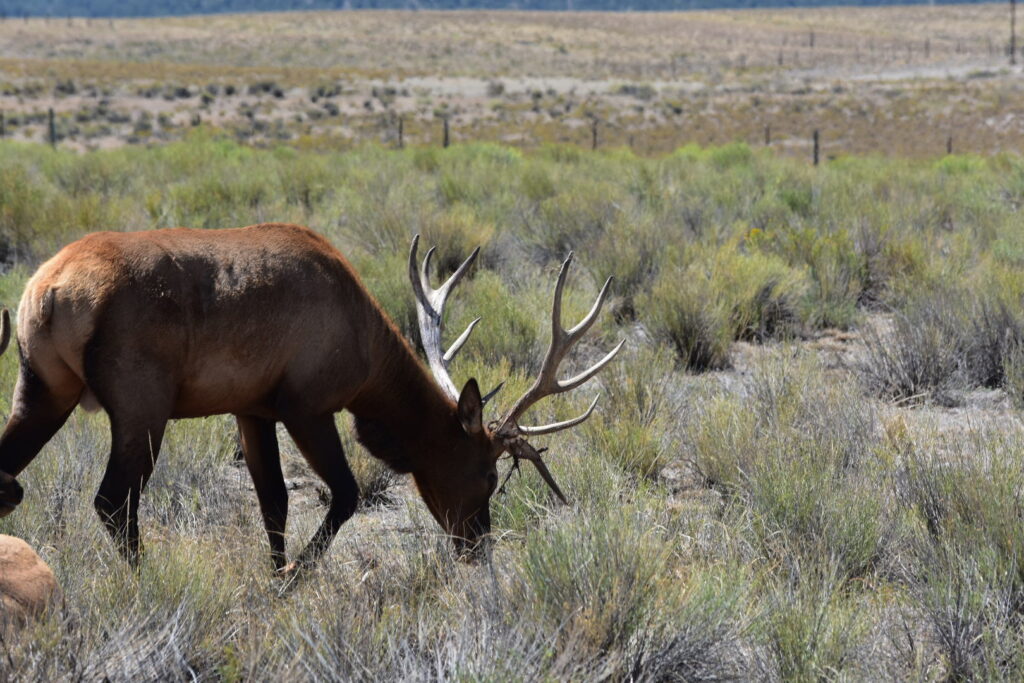 Bull elk in chico bush.