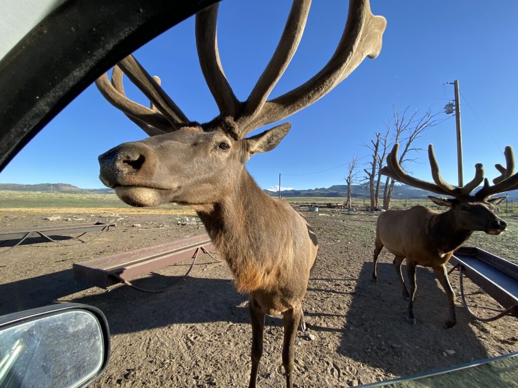 Bull elk in velvet looking in pickup window.