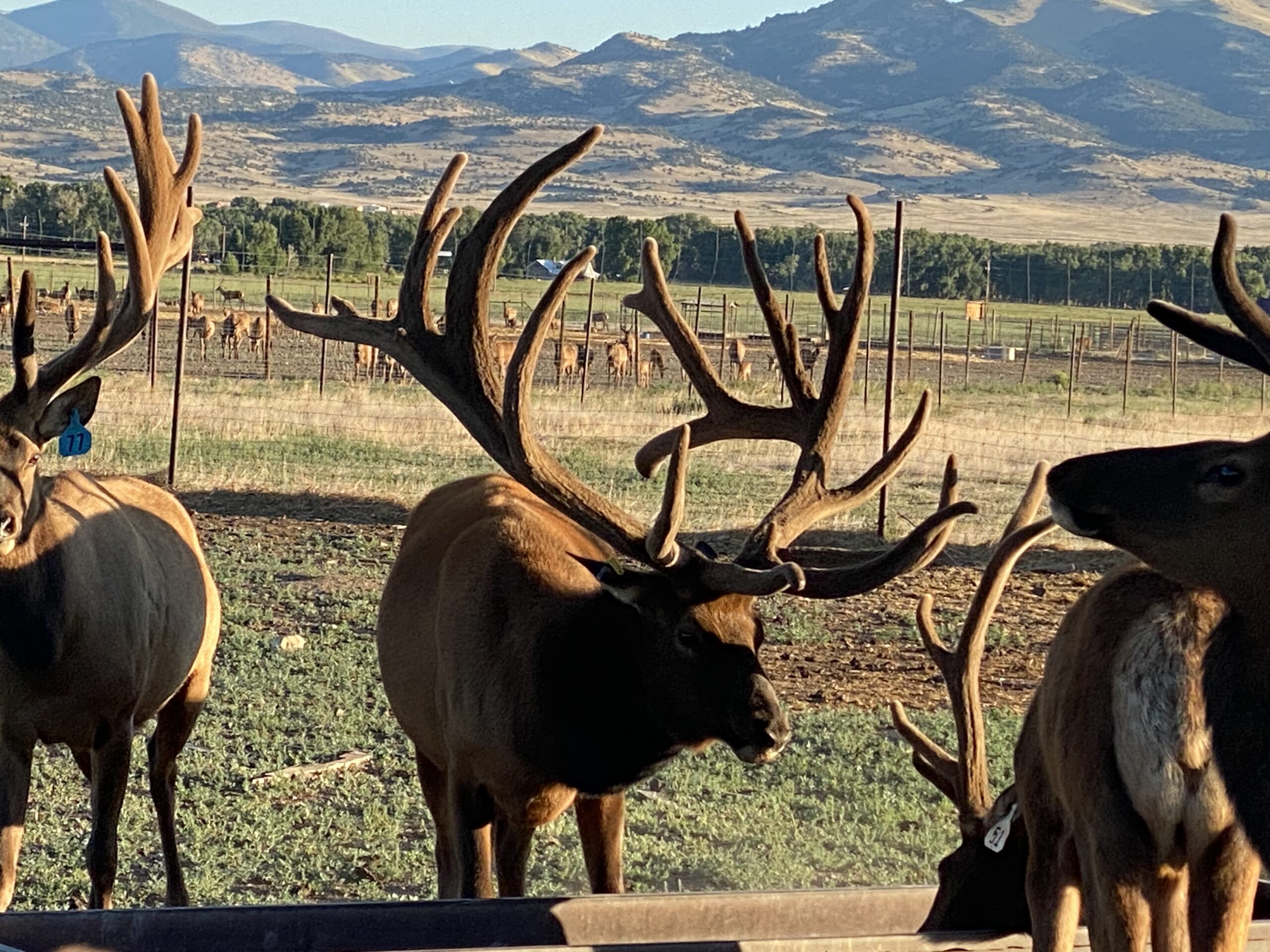 Bull Elk in Velvet