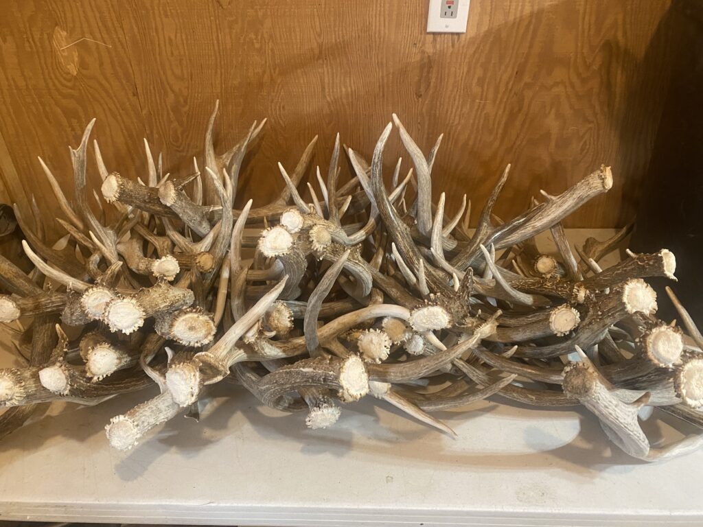 Pile of shed antler on a table.