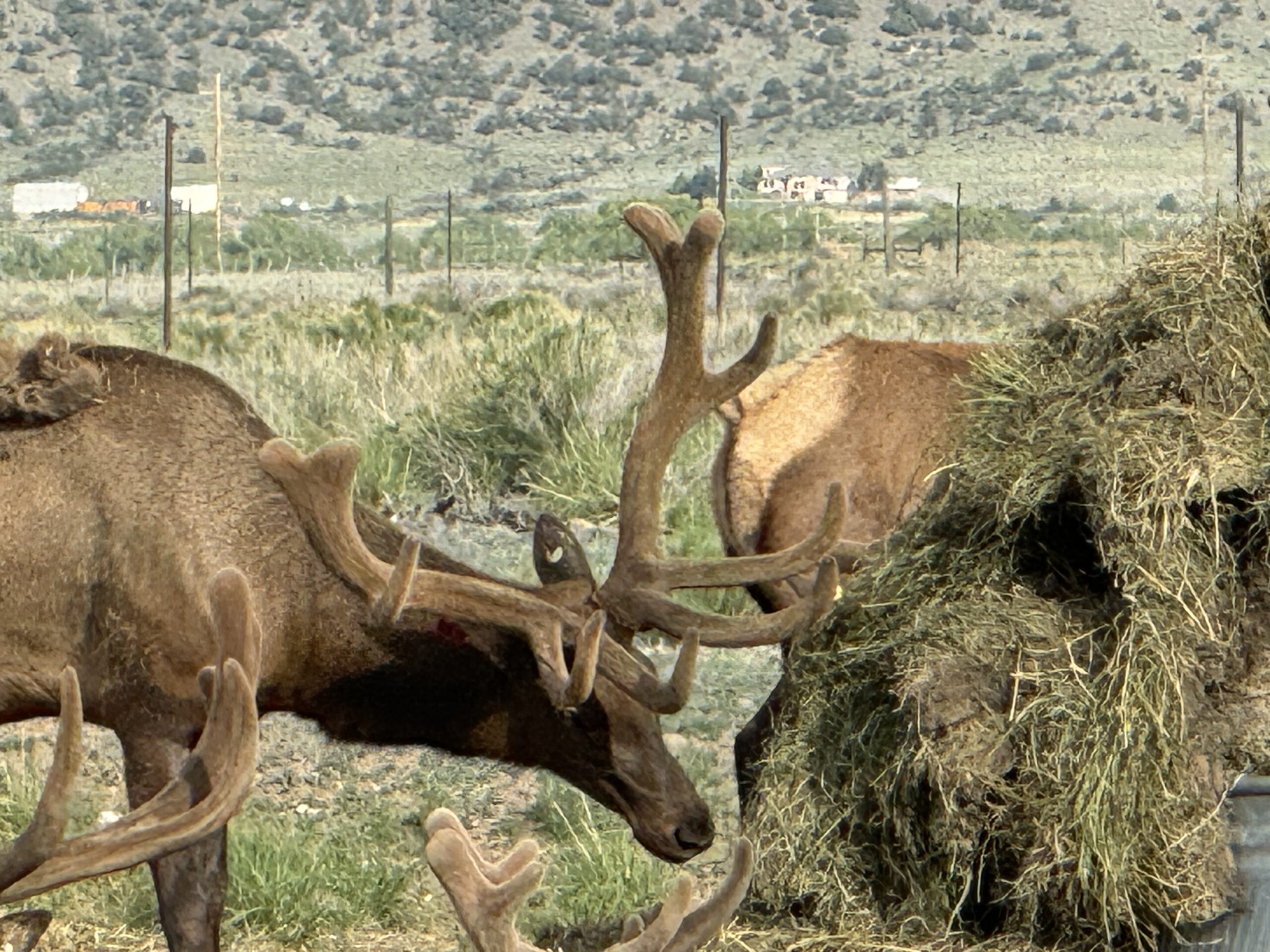 Bull elk eating hay.