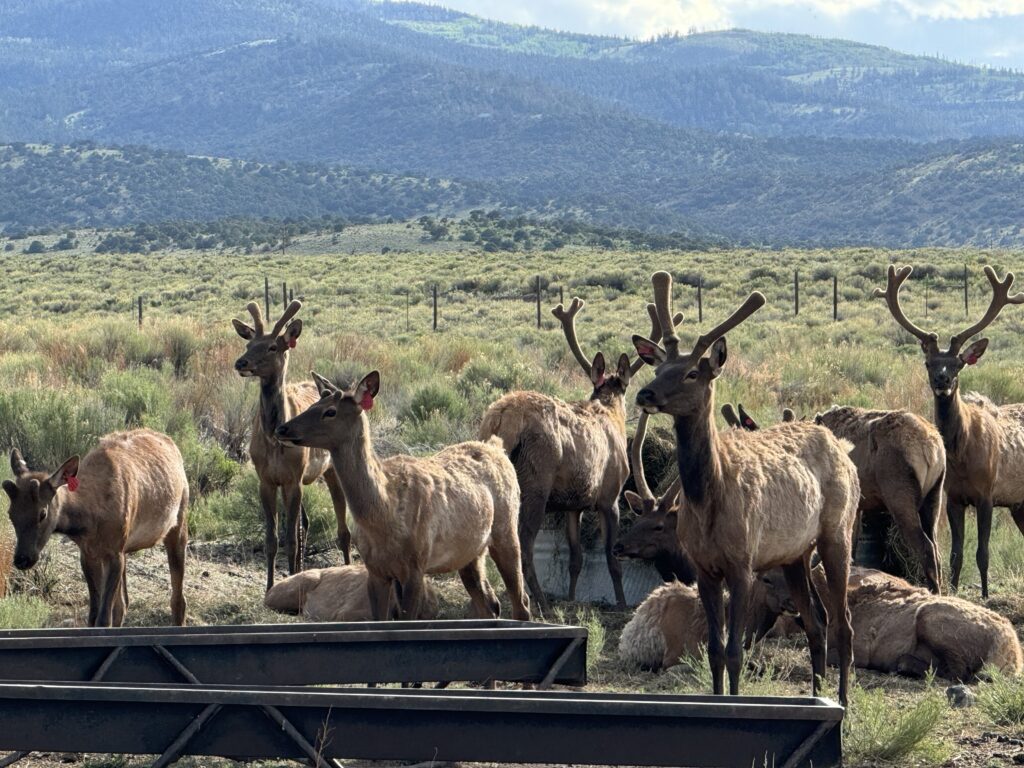 Young elk bears at feeder.