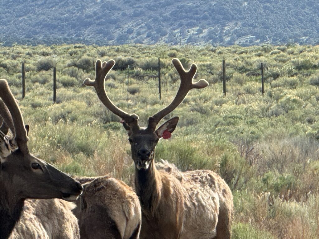 Young bull in velvet looking at camera.