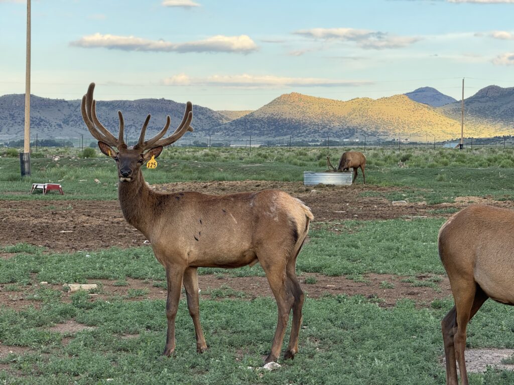 Small bull elk in velvet