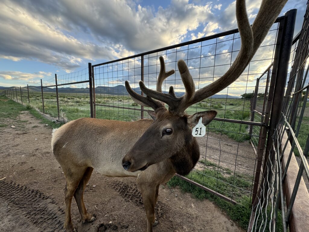 Hank, a bottle baby elk bull.